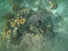 Grouper in Belize