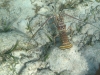 Lobster in Belize