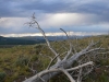 Rains Too Late (Montana) 