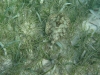 Electric Stingray in Belize