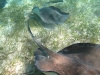 Stingrays in Belize