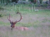 Elk Rack (Montana) 